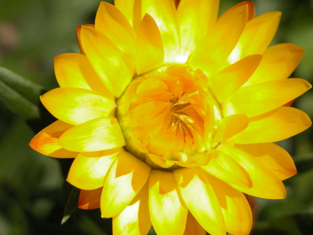 Обои картинки фото цветы, бессмертник