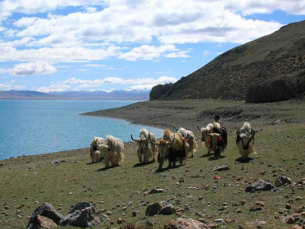 Обои картинки фото животные, коровы, буйволы