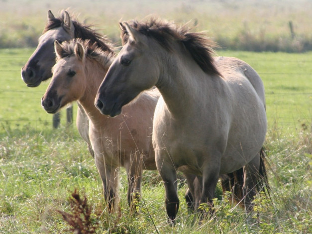 Обои картинки фото животные, лошади