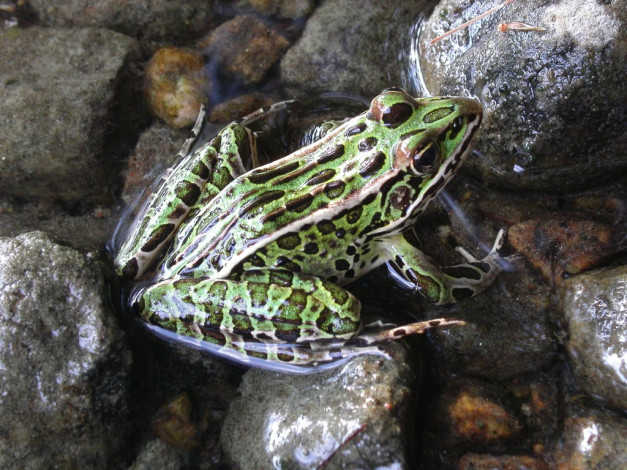 Обои картинки фото животные, лягушки