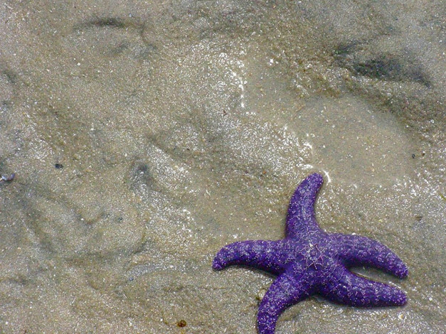 Обои картинки фото животные, морские, звёзды