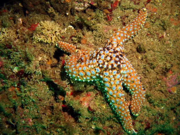 Обои картинки фото животные, морские, звёзды