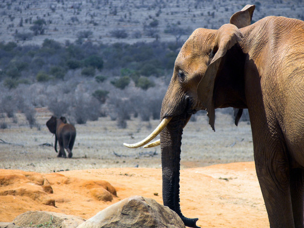 Обои картинки фото животные, слоны