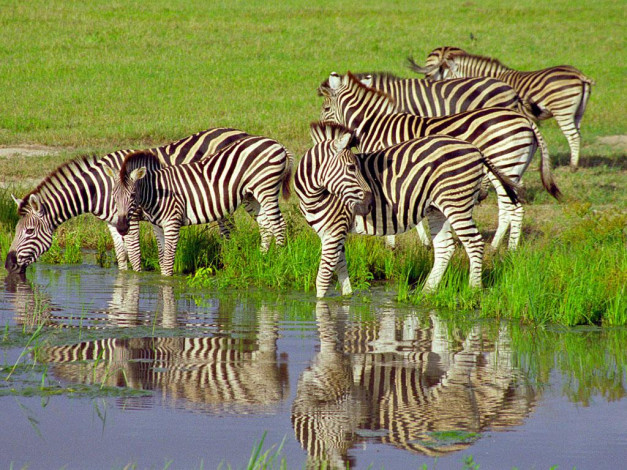 Обои картинки фото животные, зебры