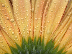 Картинка цветы герберы