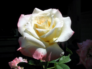 Картинка цветы розы