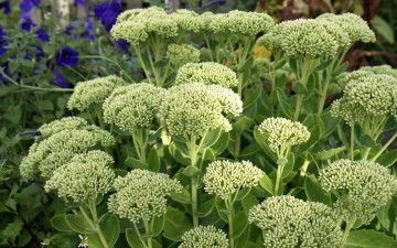 Картинка цветы каланхоэ