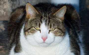 Картинка животные коты