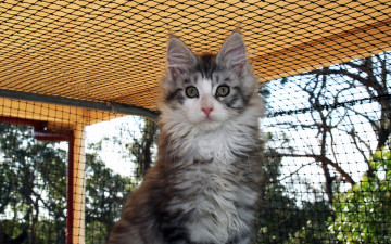 Картинка животные коты