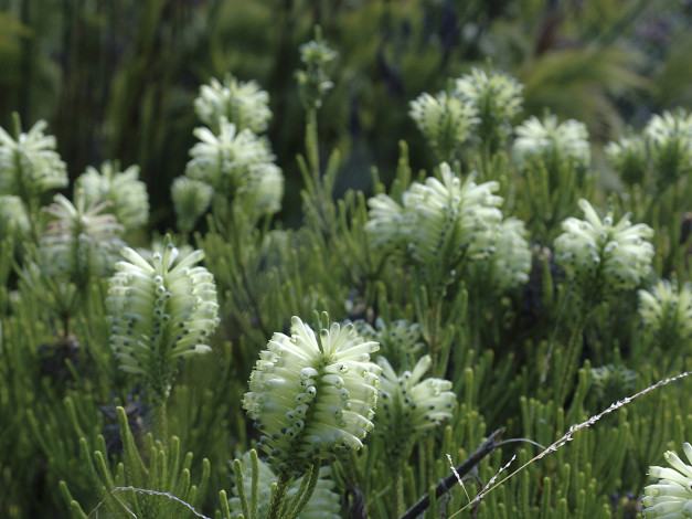 Обои картинки фото цветы