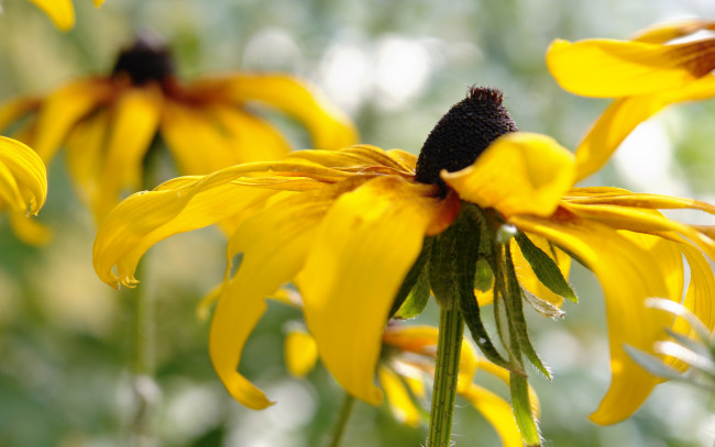 Обои картинки фото цветы, рудбекия