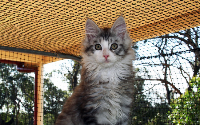 Обои картинки фото животные, коты