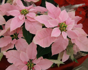 Картинка цветы пуансеттия