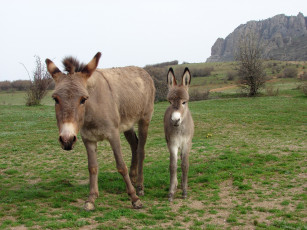 Картинка животные ослы осёл мама ребёнок