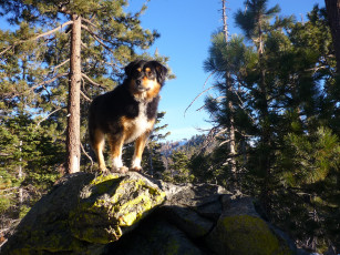 Картинка животные собаки dog