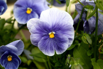 Картинка цветы анютины глазки садовые фиалки фиолетовый