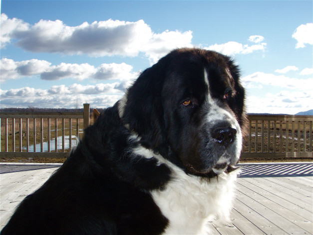 Обои картинки фото животные, собаки, dog