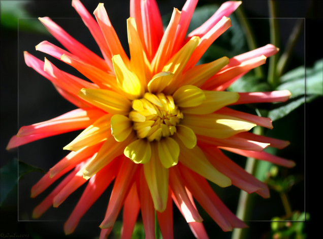 Обои картинки фото цветы, георгины, лепестки