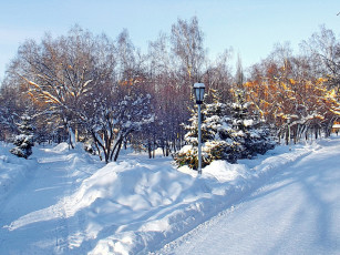 Картинка природа зима снег лес