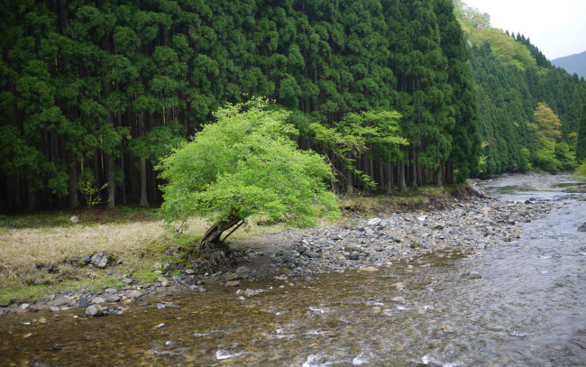 Обои картинки фото природа, реки, озера, холмы, лес, дерево, галька, река, берег