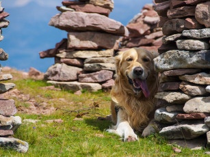 Картинка животные собаки собака