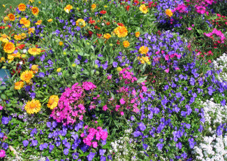 Картинка цветы разные+вместе петунья гвоздики чернобривцы