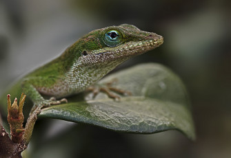 Картинка животные Ящерицы +игуаны +вараны листок ящерка глаза