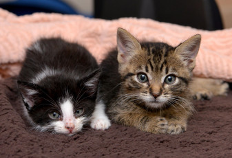 Картинка животные коты кошки