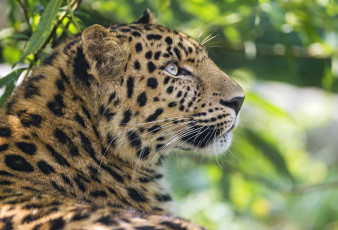 Картинка животные леопарды профиль