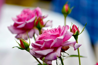 Картинка цветы розы розовый