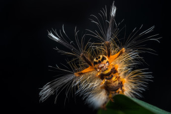 Картинка животные гусеницы чудище