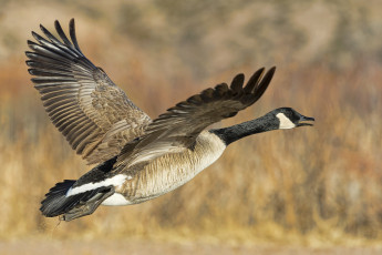 Картинка животные гуси гусь полет крылья размах