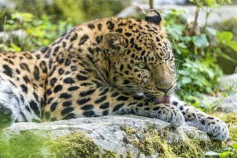 Картинка животные леопарды красавец