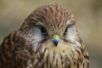 Картинка животные птицы+-+хищники ястреб взгляд голова