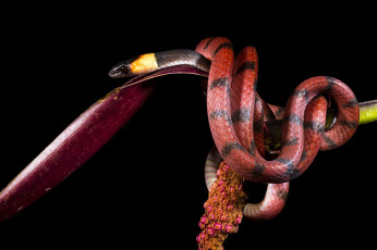 Картинка животные змеи +питоны +кобры змея стебель лист