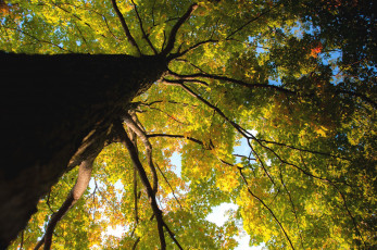 Картинка природа деревья клен