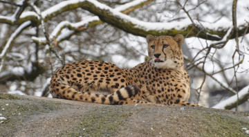 Картинка животные гепарды отдых камень гепард