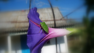 Картинка животные насекомые зелёный клоп