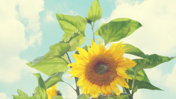 Картинка цветы подсолнухи подсолнух