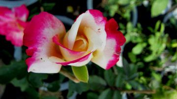 Картинка цветы розы бутон