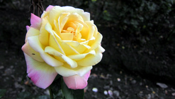 Картинка цветы розы лепестки