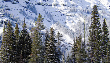 Картинка природа зима wyoming ели снег