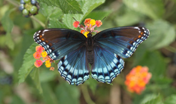 Картинка животные бабочки цветы бабочка