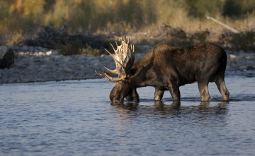 Картинка животные лоси лось река водопой