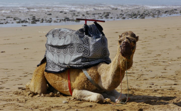 Картинка животные верблюды пустыня верблюд поклажа