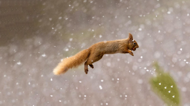 Обои картинки фото животные, белки, прыжок