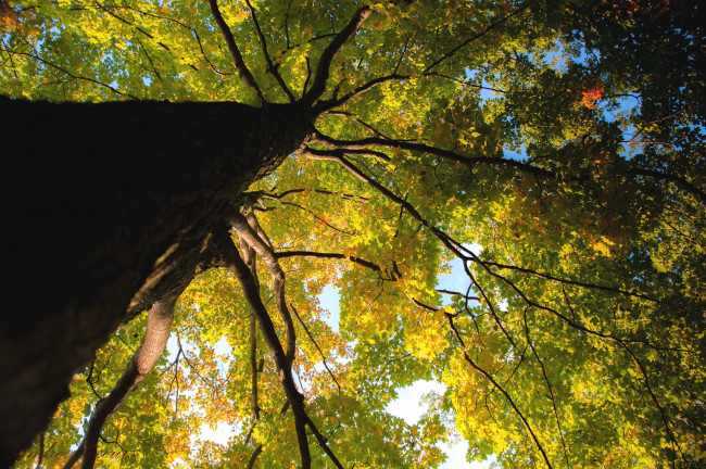 Обои картинки фото природа, деревья, клен