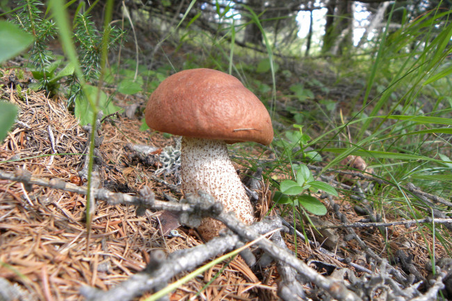 Обои картинки фото природа, грибы, подосиновик, трава, листья, лес