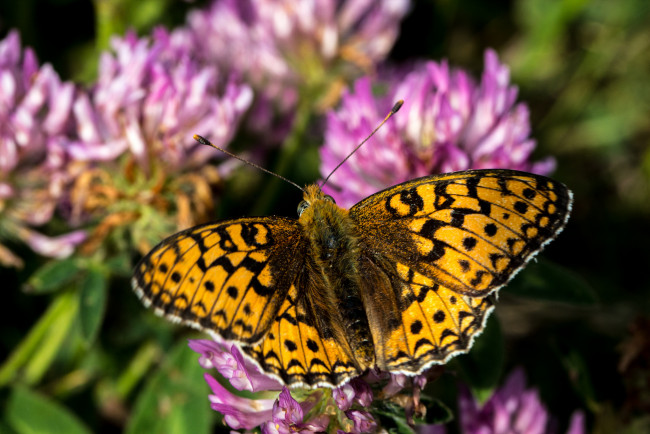 Обои картинки фото животные, бабочки, цветы, бабочка