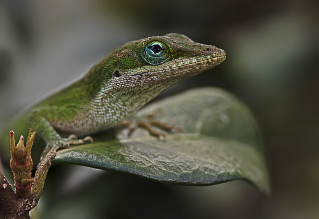 Обои картинки фото животные, Ящерицы,  игуаны,  вараны, листок, ящерка, глаза